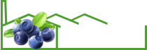 Vitrocitrus – Producent Sadzonek